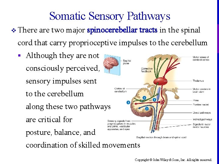 Somatic Sensory Pathways v There are two major spinocerebellar tracts in the spinal cord