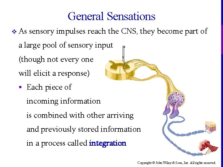 General Sensations v As sensory impulses reach the CNS, they become part of a