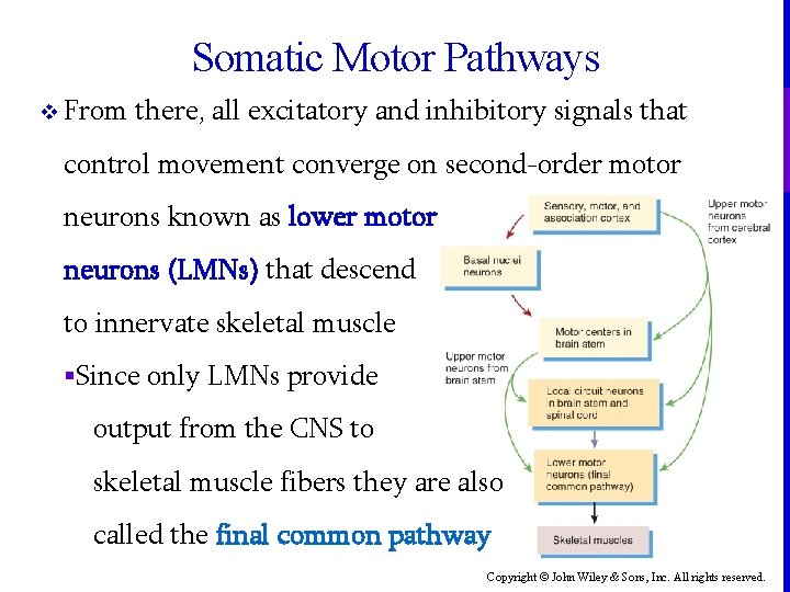 Somatic Motor Pathways v From there, all excitatory and inhibitory signals that control movement