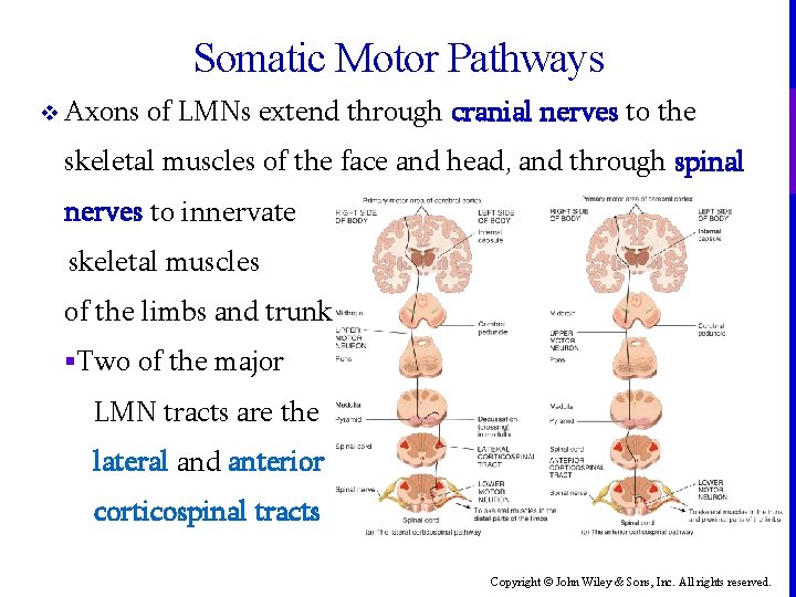 Somatic Motor Pathways v Axons of LMNs extend through cranial nerves to the skeletal