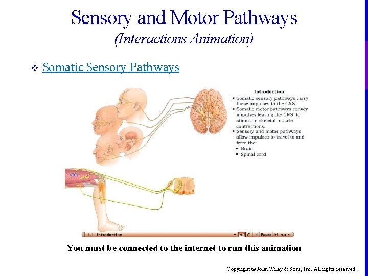 Sensory and Motor Pathways (Interactions Animation) v Somatic Sensory Pathways You must be connected