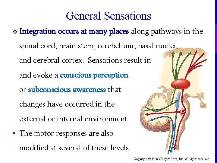 General Sensations v Integration occurs at many places along pathways in the spinal cord,