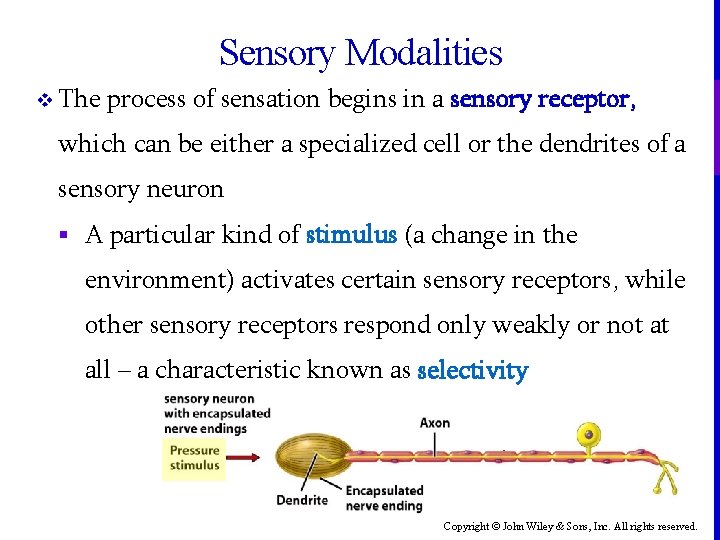 Sensory Modalities v The process of sensation begins in a sensory receptor, which can