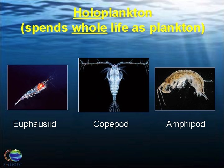 Holoplankton (spends whole life as plankton) Euphausiid Copepod Amphipod 