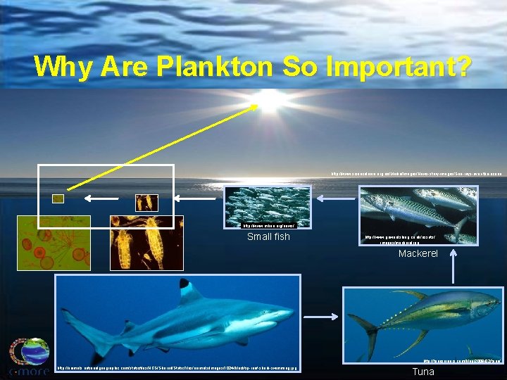 Why Are Plankton So Important? http: //www. sciencelearn. org. nz/Media/Images/News-story-images/Sun-rays-over-the-ocean http: //www. mbari. org/news/