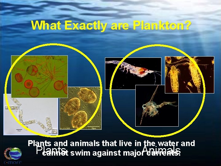 What Exactly are Plankton? Plants and animals that live in the water and Plants