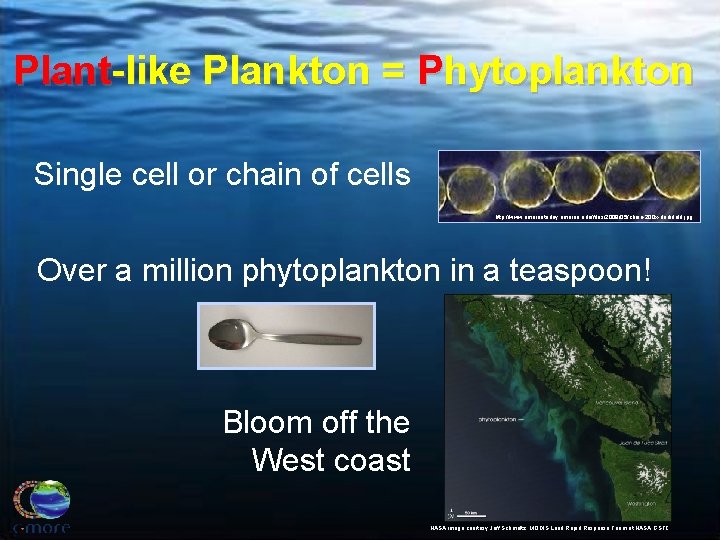 Plant-like Plankton = Phytoplankton Single cell or chain of cells http: //www. umainetoday. umaine.