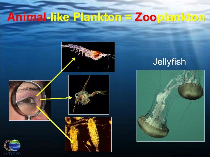 Animal-like Plankton = Zooplankton Jellyfish 