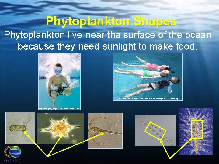 Phytoplankton Shapes Phytoplankton live near the surface of the ocean because they need sunlight