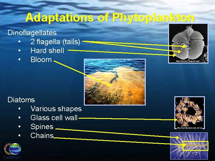 Adaptations of Phytoplankton Dinoflagellates • 2 flagella (tails) • Hard shell • Bloom Diatoms