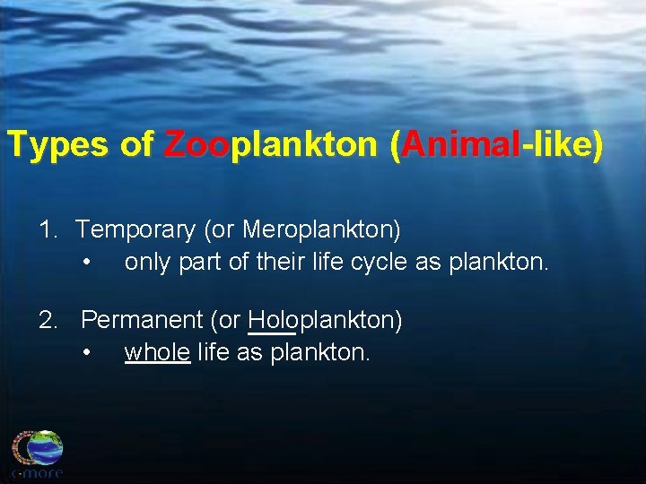 Types of Zooplankton (Animal-like) 1. Temporary (or Meroplankton) • only part of their life