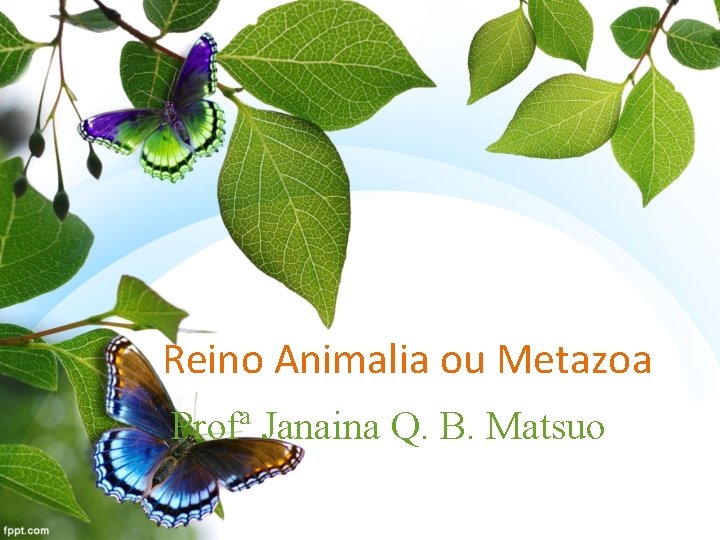 Reino Animalia ou Metazoa Profª Janaina Q. B. Matsuo 