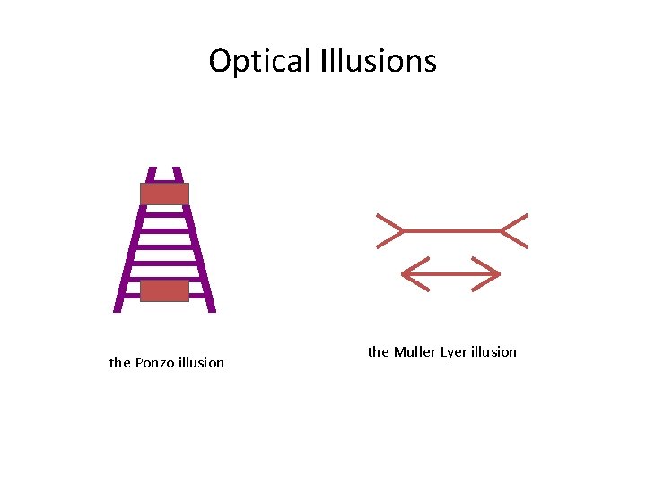 Optical Illusions the Ponzo illusion the Muller Lyer illusion 