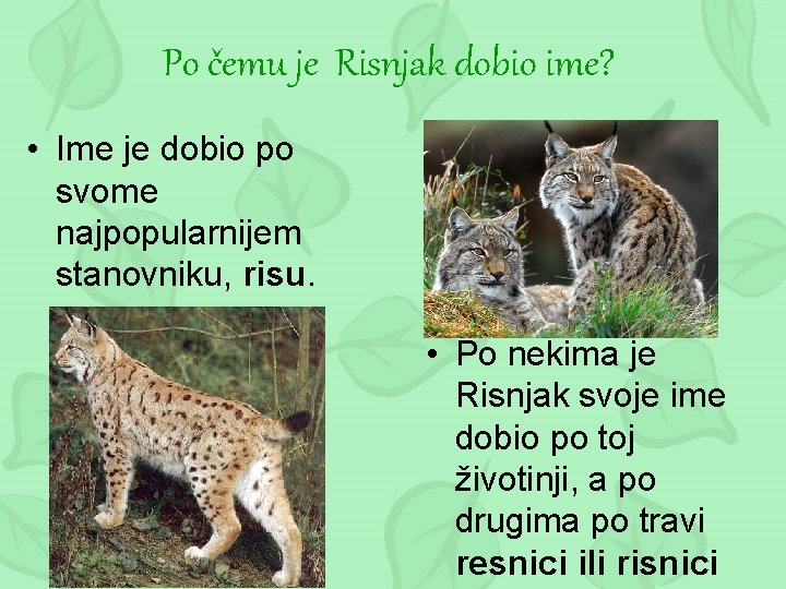 Po čemu je Risnjak dobio ime? • Ime je dobio po svome najpopularnijem stanovniku,