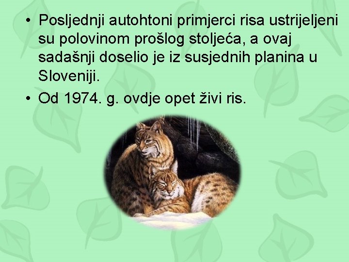  • Posljednji autohtoni primjerci risa ustrijeljeni su polovinom prošlog stoljeća, a ovaj sadašnji