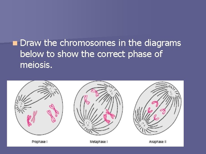 n Draw the chromosomes in the diagrams below to show the correct phase of