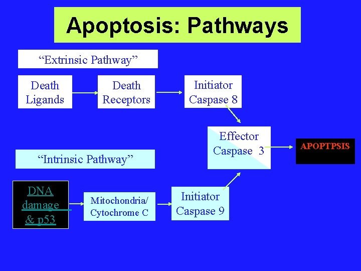 Apoptosis: Pathways “Extrinsic Pathway” Death Ligands Death Receptors “Intrinsic Pathway” DNA damage & p