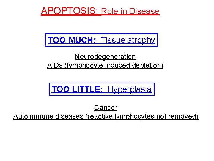 APOPTOSIS: Role in Disease TOO MUCH: Tissue atrophy Neurodegeneration AIDs (lymphocyte induced depletion) TOO