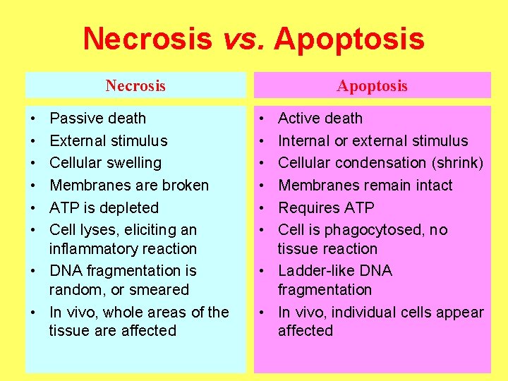 Necrosis vs. Apoptosis Necrosis • • • Passive death External stimulus Cellular swelling Membranes