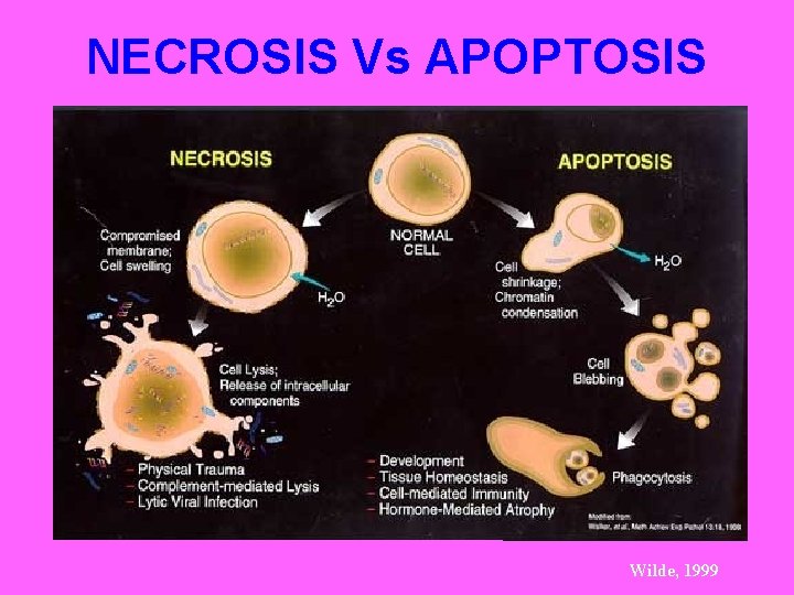 NECROSIS Vs APOPTOSIS Wilde, 1999 