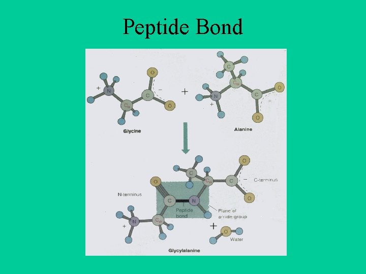 Peptide Bond 