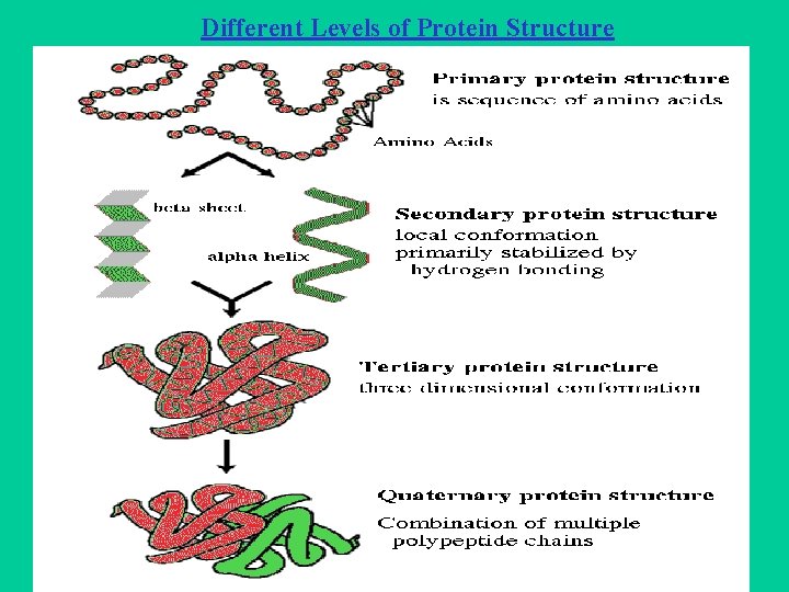 Different Levels of Protein Structure 
