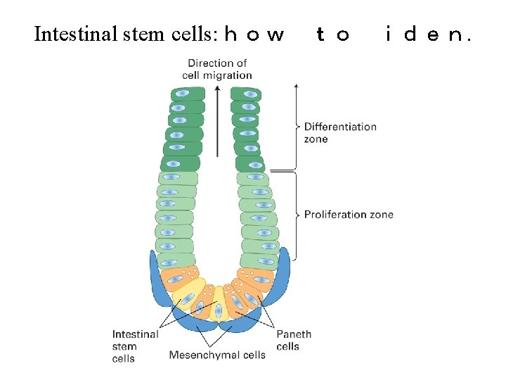 Intestinal stem cells: ｈｏｗ　ｔｏ　ｉｄｅｎ. 