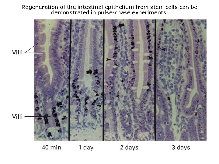 Regeneration of the intestinal epithelium from stem cells can be demonstrated in pulse-chase experiments.