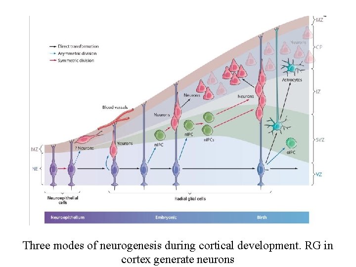 Three modes of neurogenesis during cortical development. RG in cortex generate neurons 