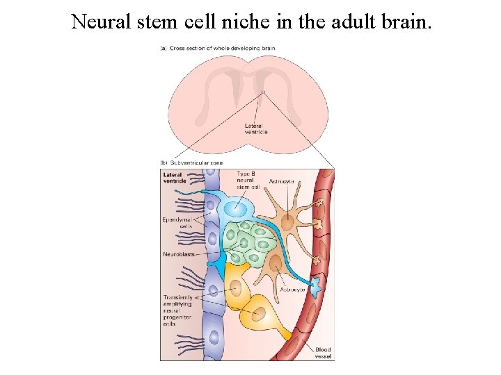 Neural stem cell niche in the adult brain. 