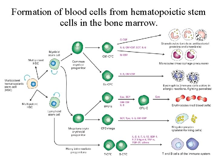 Formation of blood cells from hematopoietic stem cells in the bone marrow. 