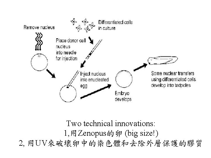 Two technical innovations: 1, 用Zenopus的卵 (big size!) 2, 用UV來破壞卵中的染色體和去除外層保護的膠質 