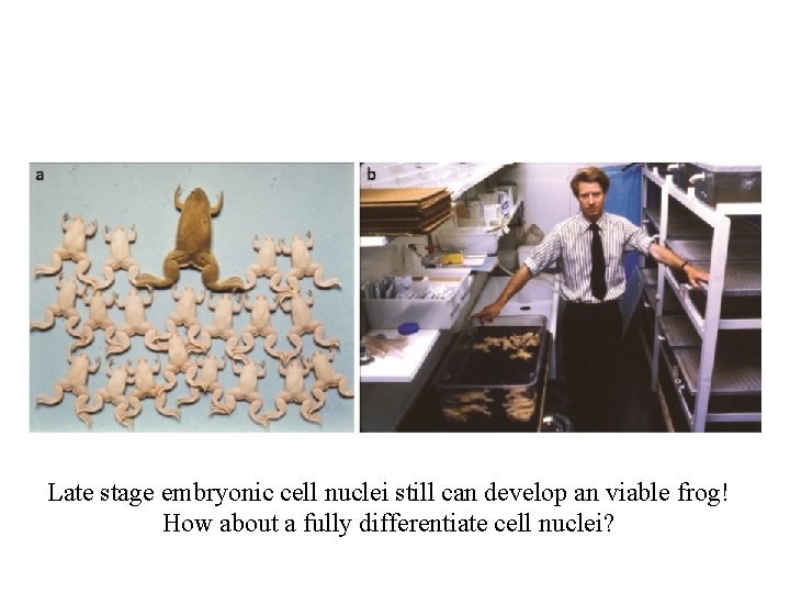 Late stage embryonic cell nuclei still can develop an viable frog! How about a