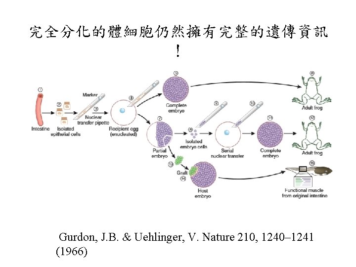 完全分化的體細胞仍然擁有完整的遺傳資訊 ！ Gurdon, J. B. & Uehlinger, V. Nature 210, 1240– 1241 (1966) 