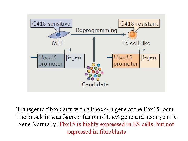 Transgenic fibroblasts with a knock-in gene at the Fbx 15 locus. The knock-in was