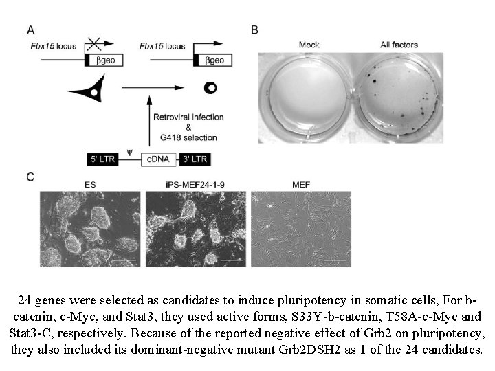 24 genes were selected as candidates to induce pluripotency in somatic cells, For bcatenin,
