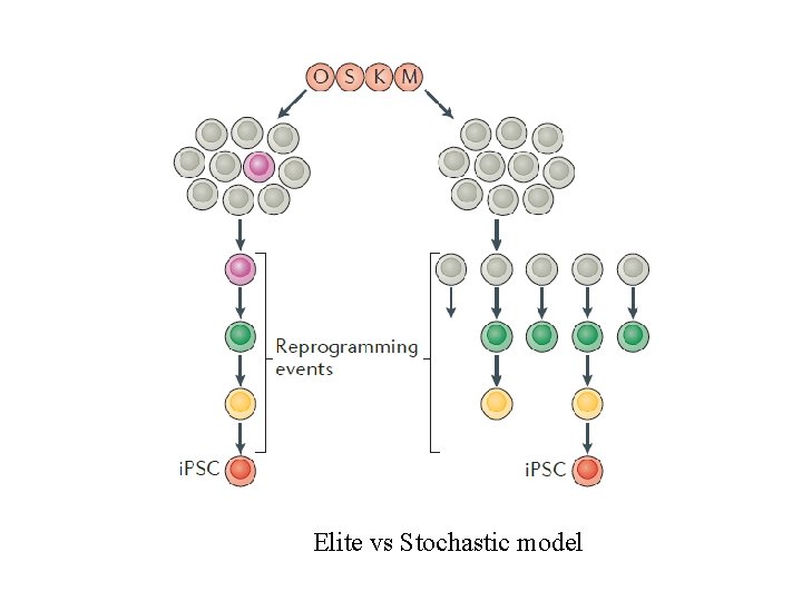 Elite vs Stochastic model 