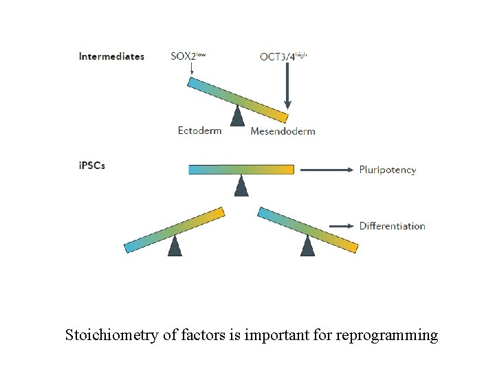 Stoichiometry of factors is important for reprogramming 