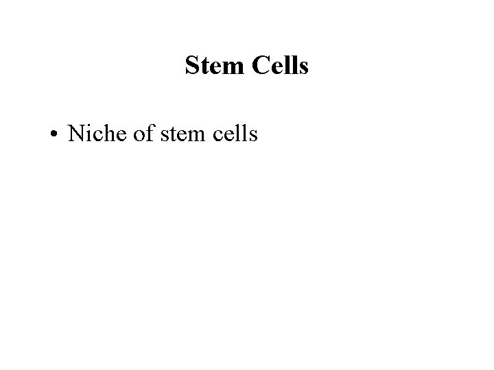 Stem Cells • Niche of stem cells 