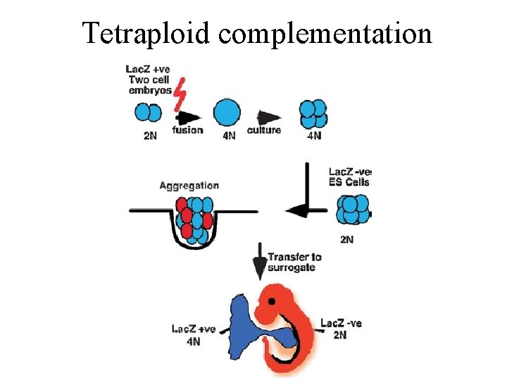 Tetraploid complementation 