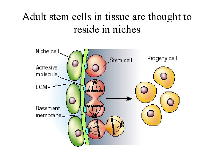 Adult stem cells in tissue are thought to reside in niches 