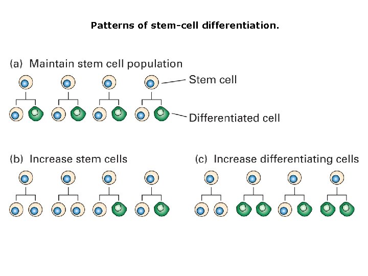 Patterns of stem-cell differentiation. 