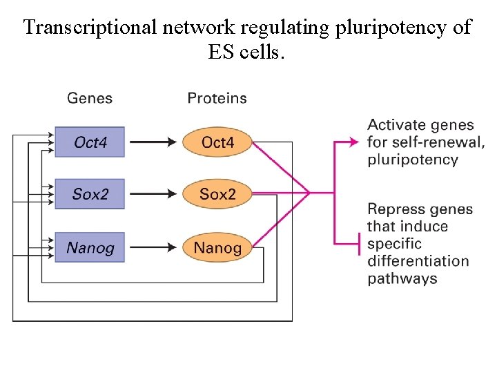 Transcriptional network regulating pluripotency of ES cells. 