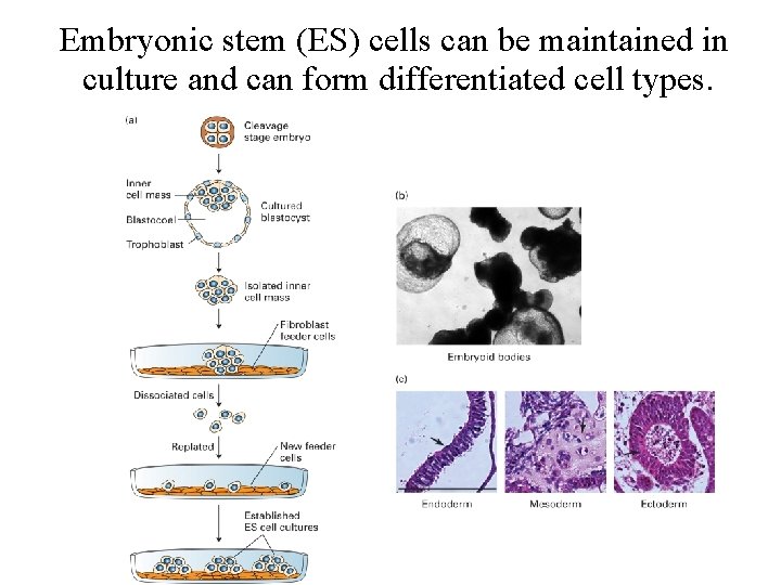 Embryonic stem (ES) cells can be maintained in culture and can form differentiated cell