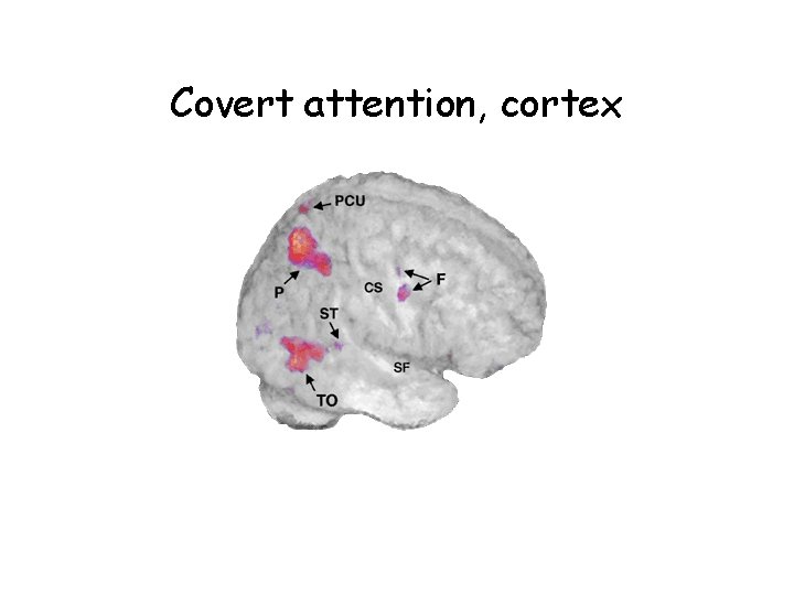 Covert attention, cortex 