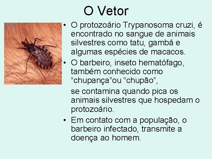 O Vetor • O protozoário Trypanosoma cruzi, é encontrado no sangue de animais silvestres