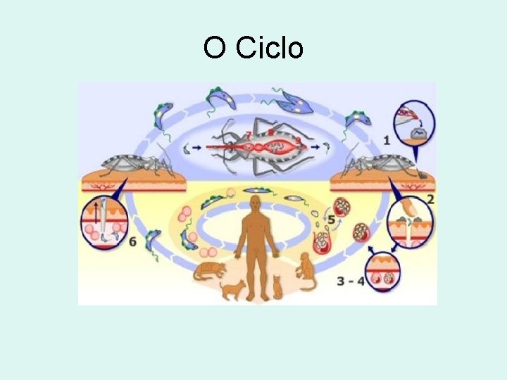 O Ciclo 