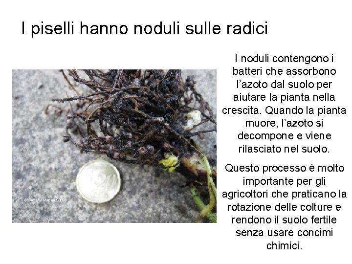 I piselli hanno noduli sulle radici I noduli contengono i batteri che assorbono l’azoto