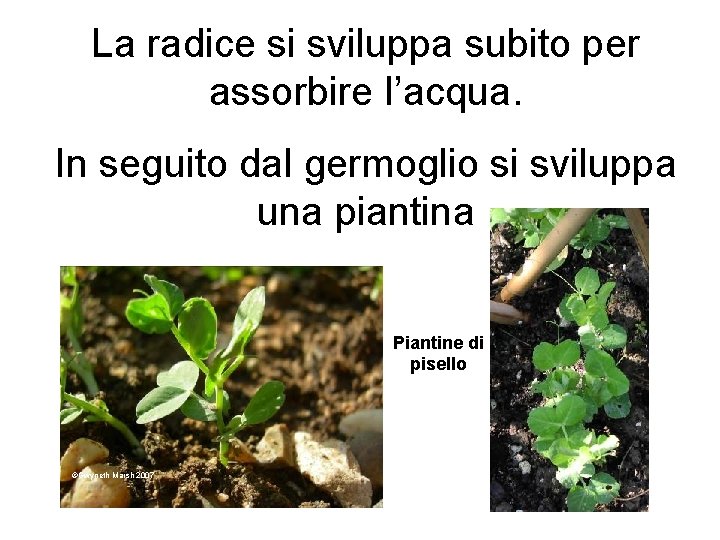 La radice si sviluppa subito per assorbire l’acqua. In seguito dal germoglio si sviluppa