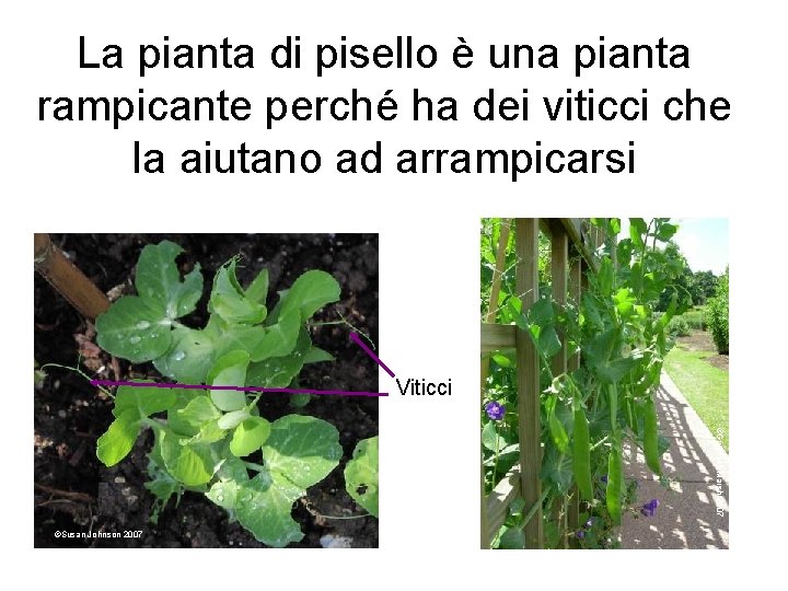 La pianta di pisello è una pianta rampicante perché ha dei viticci che la